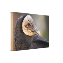 black vulture stretched canvas prints