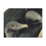 Black Vultures, John James Audubon Postcards