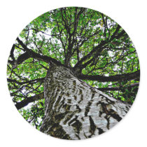 Black Walnut Trunk and Branches Stickers