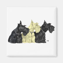 Black & Wheaten Scottish Terriers Magnets