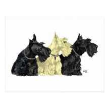 Black & Wheaten Scottish Terriers Post Cards