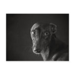 Black whippet post cards