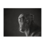 Black whippet post cards