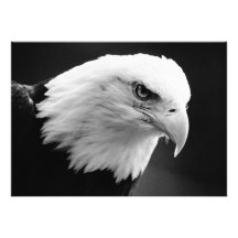Black & White Bald American Eagle Invitation