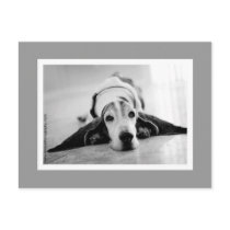 Black & White Basset Postcard