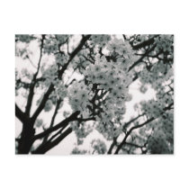 Black & White Blooms Post Cards