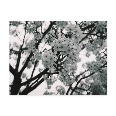 Black & White Blooms Post Cards by kmk101773