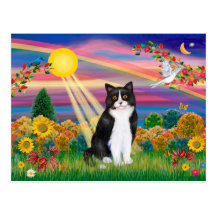 Black & White Cat - Autumn Sun Postcards