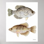 Black & White Crappies Print