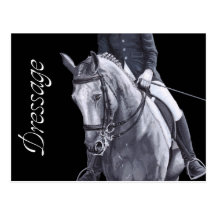 Black & White Duo Dressage Horse postcard
