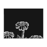 Black & White Flower Sketch Post Cards