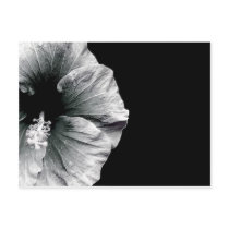 Black & White Hibiscus Flower Photography Post Cards