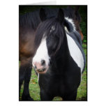 Black & White Horse - Customize Greeting Card cards