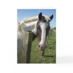 Black & White Horse Portrait Greeting Card