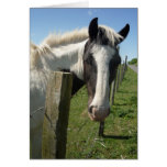 Black & White Horse Portrait Greeting Card cards