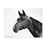 Black & White Horse's Head Post Cards