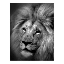Black & White Lion Photo Postcard