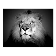 Black & White Lion Postcards