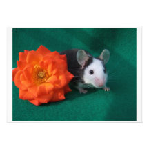 Black White Mouse and Orange tea rose Announcements