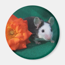 Black White Mouse and Orange tea rose Magnets