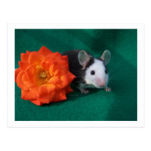 Black White Mouse and Orange tea rose Post Card