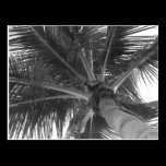 Black & White Palm postcard postcards