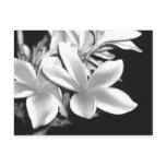Black & White Plumeria Postcards
