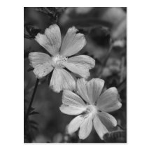 Black & White Postcard