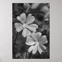 Black & White Poster