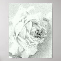 Black & White Rose Bloom Print