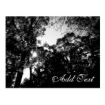 Black & White Sunlight Post Card
