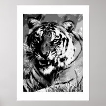 Black & White Tiger Face Poster Print