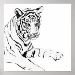 Black & White Tiger Sketch posters