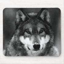 Black & White Wolf