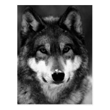 Black & White Wolf Post Card