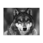 Black & White Wolf