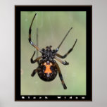 Black Widow Print