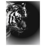 Black & Wild Tiger Head Flyers
