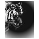 Black & Wild Tiger Head flyers