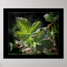 Blackberry Beginnings Print