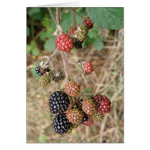 Blackberry Bonanza Greeting Card