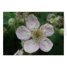 Blackberry Flower Macro Custom Greeting Card
