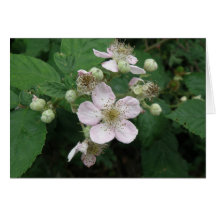 Blackberry Flowers Custom Greeting Card