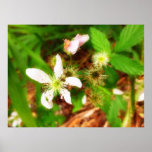 Blackberry Flowers Poster Print