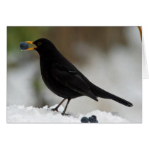 Blackbird eating grapes in snow greeting card