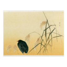 Blackbird, Edo Period Post Card