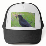 Blackbird Hat