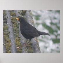 Blackbird Print