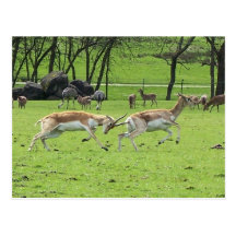 Blackbuck Antelope Postcard