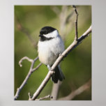 Blackcapped Chickadee Posters